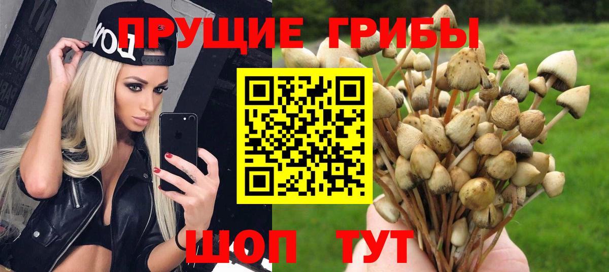 Галлюциногенные грибы Cubensis Выборг